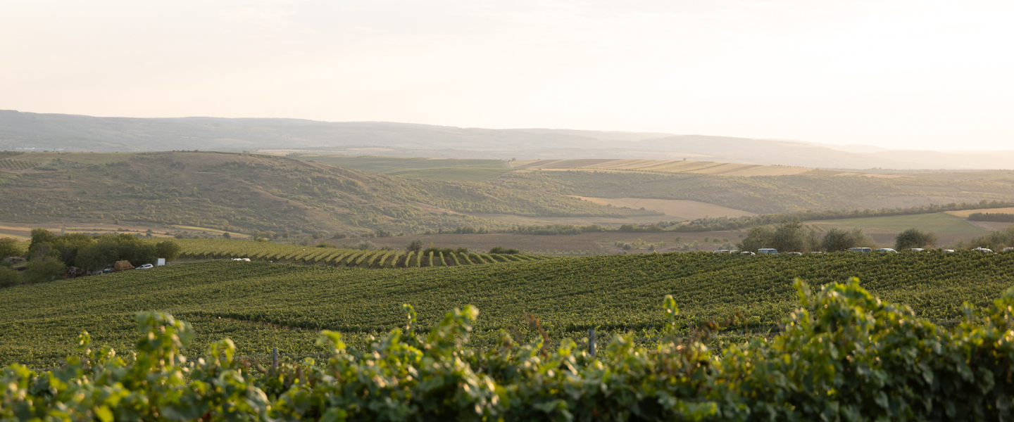 Radacini Launches First PDO Dealul Craveț Wines