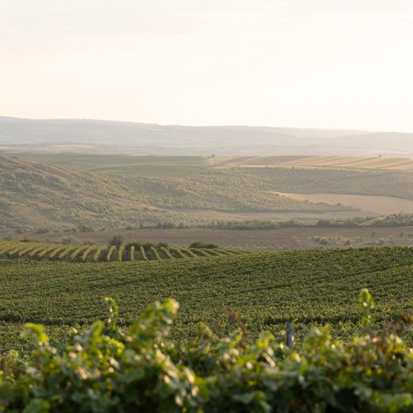 Radacini Launches First PDO Dealul Craveț Wines