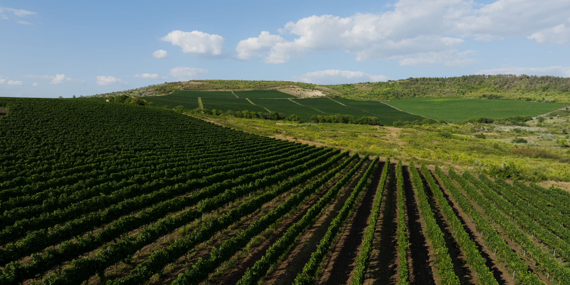 Vinul trăit împreună